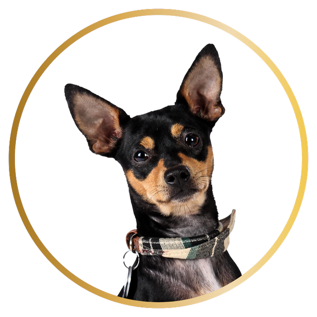 Pablo, der Bürohund